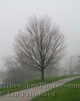 Photograph of Tree in Mist from www.MilwaukeePhotos.com (C) Ian Pritchard